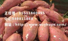 桦甸红薯种苗产地