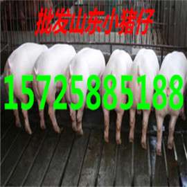 山东养殖厂仔猪价格仔猪市场批发价格
