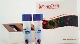 红荣微再代理PeproTech干细胞因子产品线 EGF,FGF-basic,BMP-4