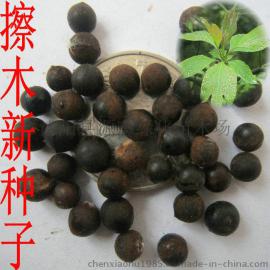 江苏檫木种子、优质檫木种子、檫木种子价格、檫木种子