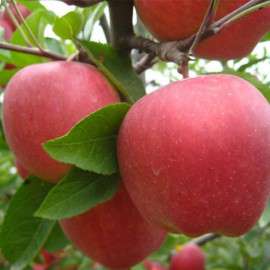 红富士苹果产地每日批发价格 苹果市场出售价格行情